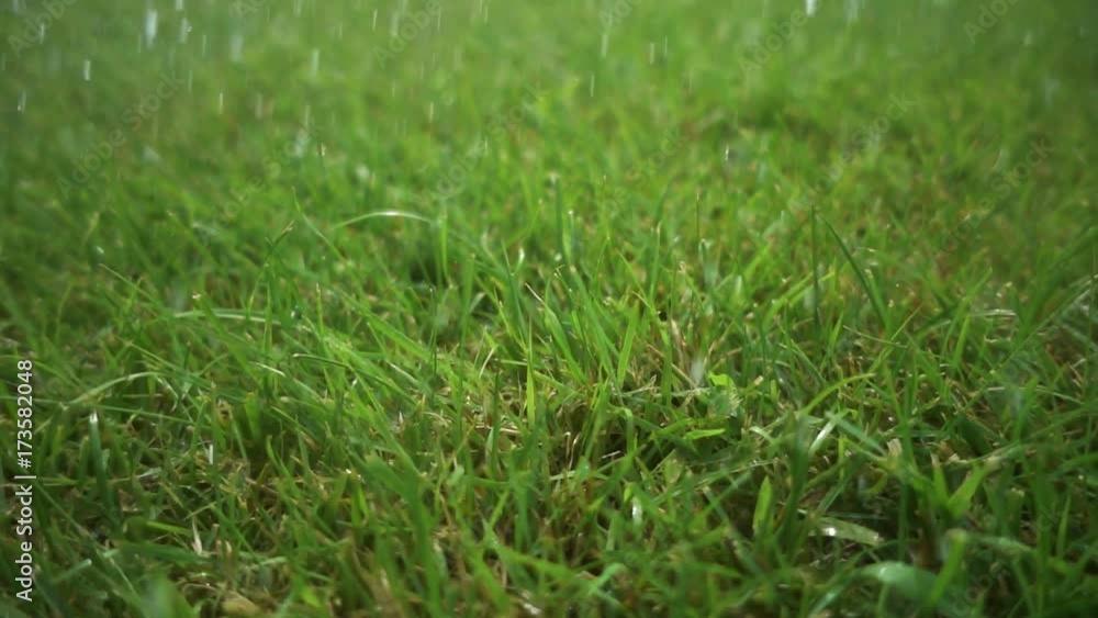 Water drops fall on the grass. Watering and rain recording in slow motion. Beautiful garden Water drops fall on the grass. Watering and rain recording in slow motion. Beautiful garden