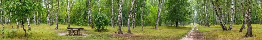 Birch grove with a road and bench on sunny summer day, huge panorama - obrazy, fototapety, plakaty 