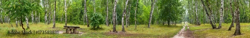 Birch grove with a road and bench on sunny summer day, huge panorama