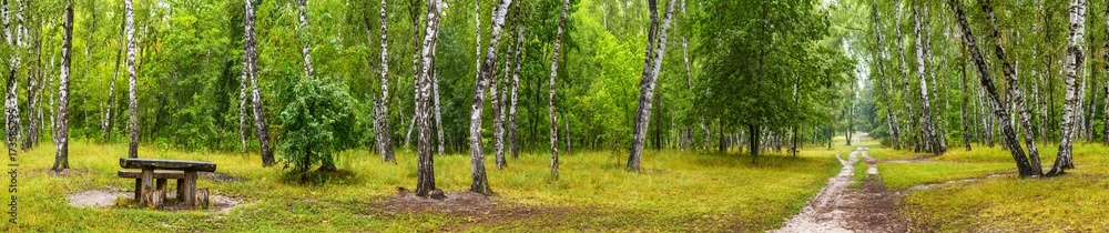 Birch grove with a road and bench on sunny summer day, huge panorama Birch grove with a road and bench on sunny summer day, huge panorama
