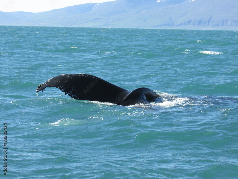 Obraz premium Ballenas (whales) en Húsavik