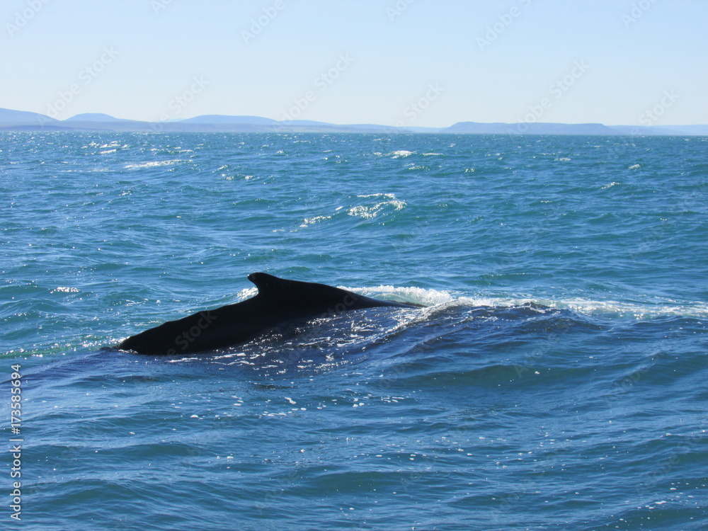 Fototapeta premium Ballenas (whales) en Húsavik