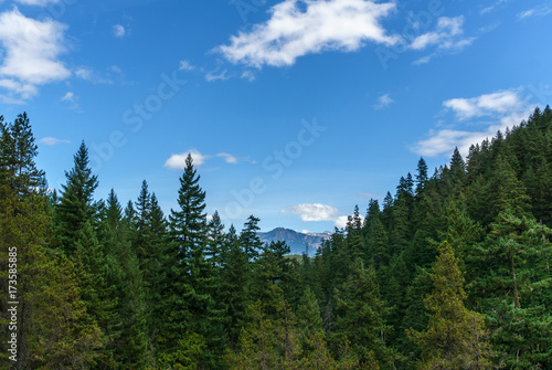 Mountain far away through the forest with blue sky and white clouds summer landscape.