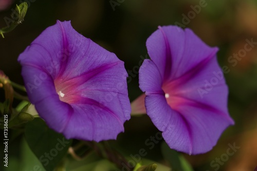 Flor violeta macro