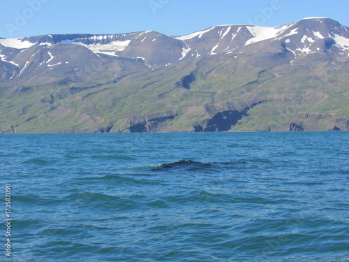 Ballena en Húsavik, Islandia