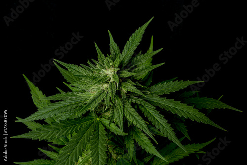 Bubba kush variety of medical marijuana
