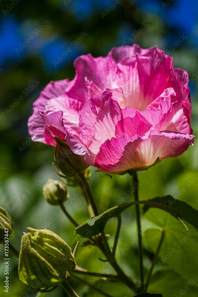 Wild Confederate Rose