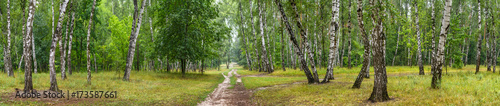 Birch grove with a road on sunny summer day, huge panorama