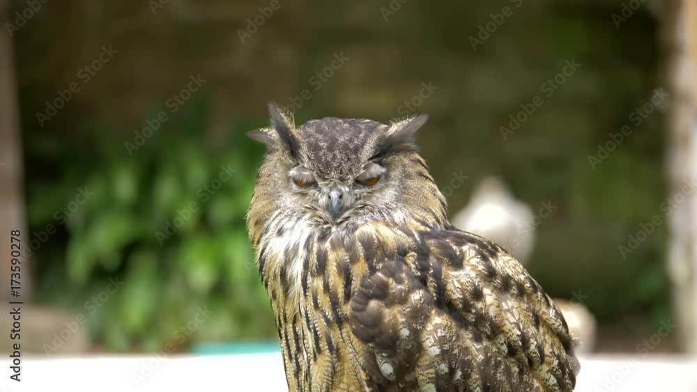 Eagle Owl At Dunrobin Castle, Scotland - Native Version Eagle Owl At Dunrobin Castle, Scotland - Native Version