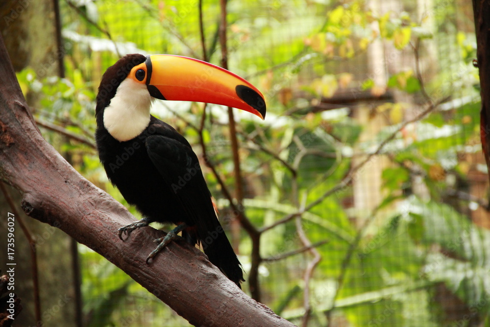Naklejka premium toucan 
