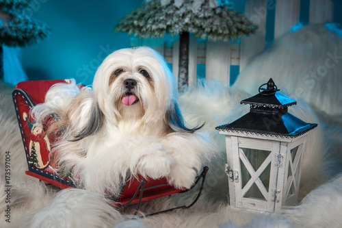 The breed of Lhasa Apso dog...