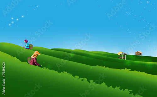 People keep tea leaves vectors