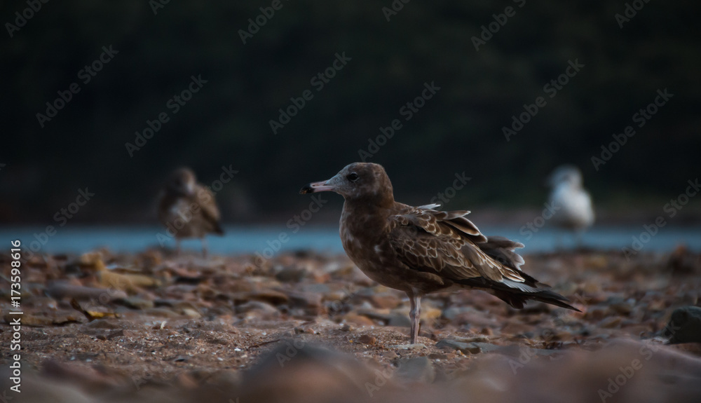 Insanely photogenic gulls on the stony shore of the Japanese Sea Insanely photogenic gulls on the stony shore of the Japanese Sea