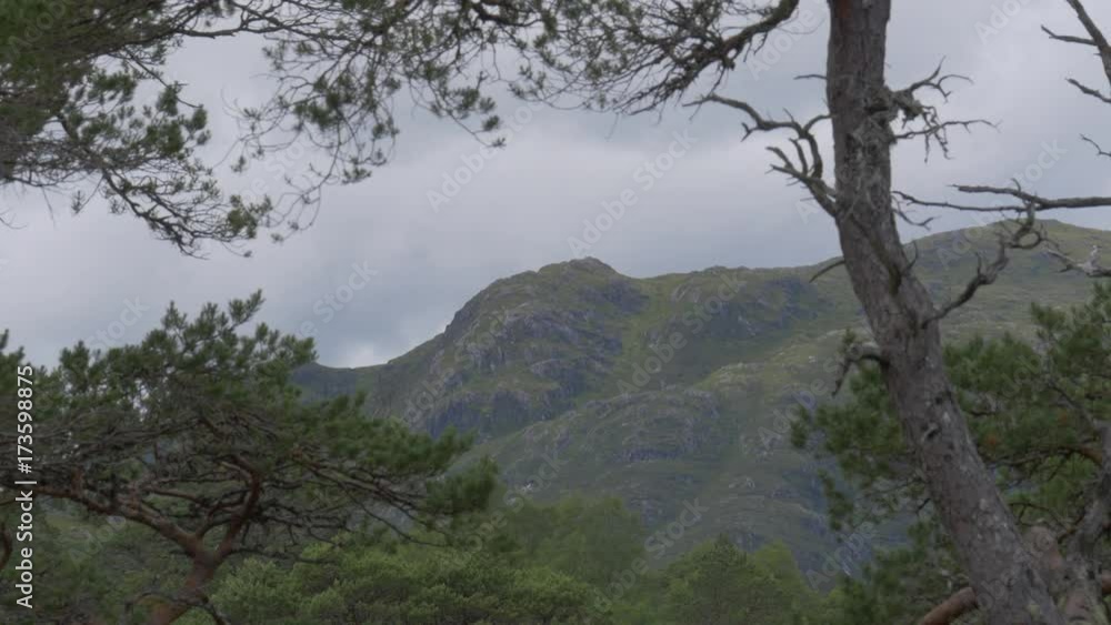 Glen Affric Forest, Scotland - Ungraded Version Glen Affric Forest, Scotland - Ungraded Version