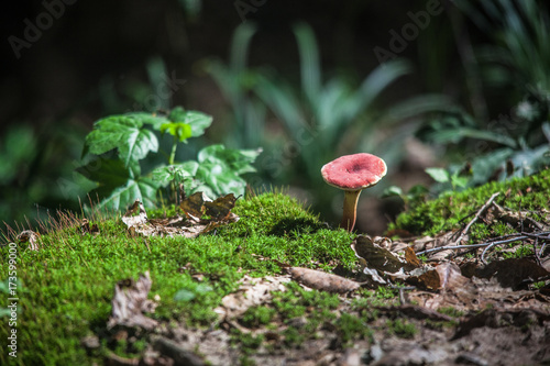 Red Mushroom in Forest