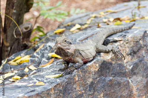 water dragon lizard head on