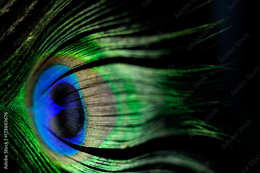 Naklejka premium Peacock Feather