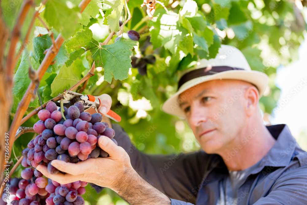 Obraz premium Man standing in vineyard