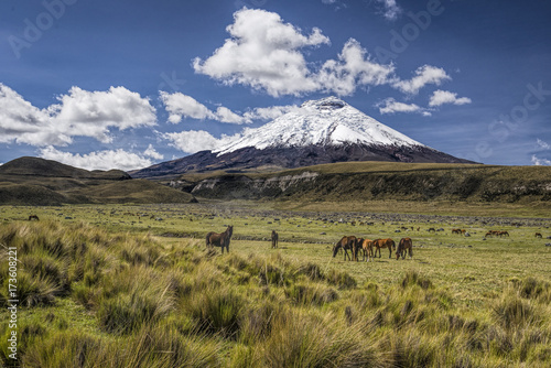 Cotopaxi volcano and wild horses photo