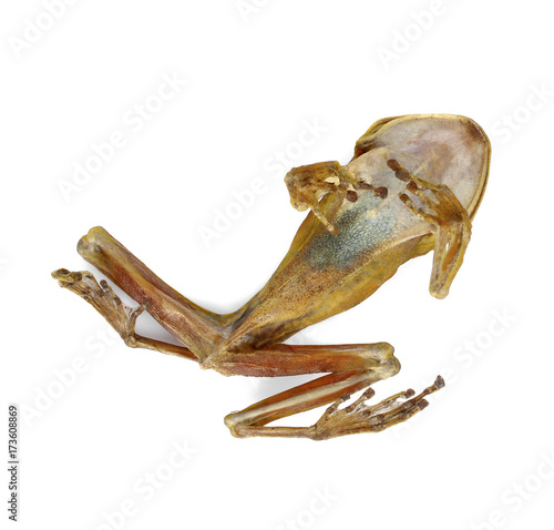 Dried frog isolated on white background.