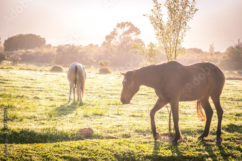backlit soft image of bay brown and grey coloured horses in a green grass field with dew on the ground at sunrise