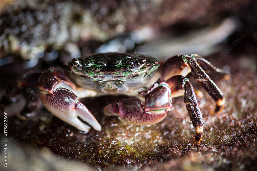 Crab #2 Crab #2