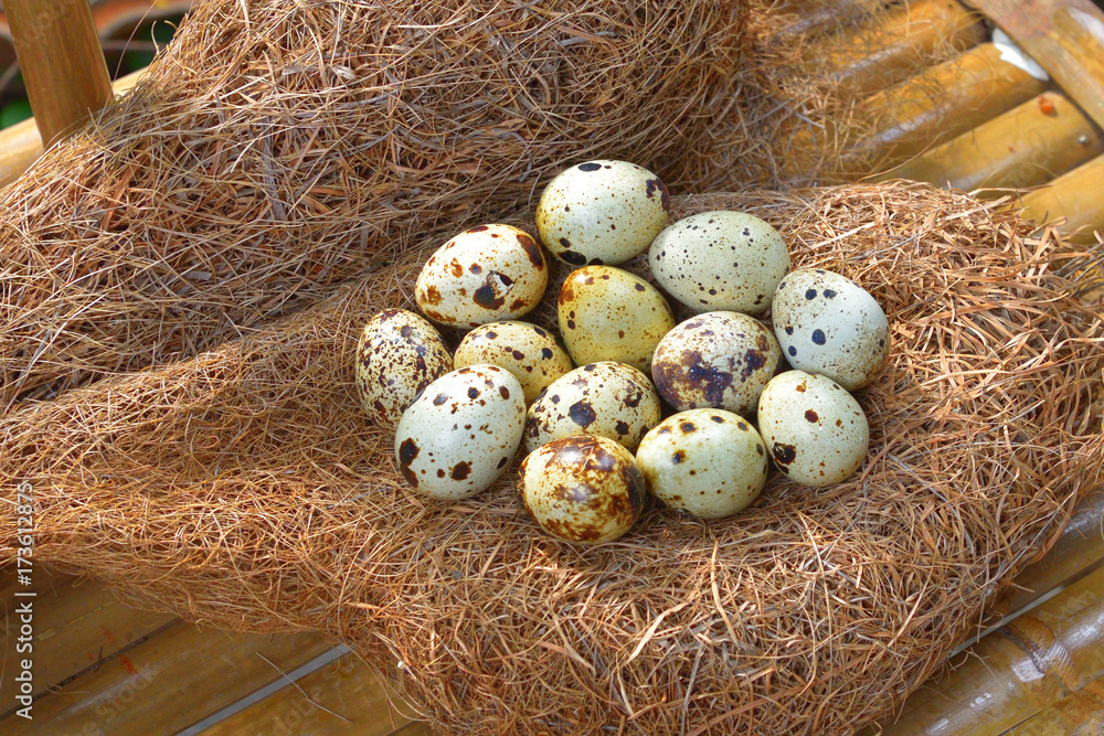 quail eggs in a nest of hay. quail eggs in a nest of hay.