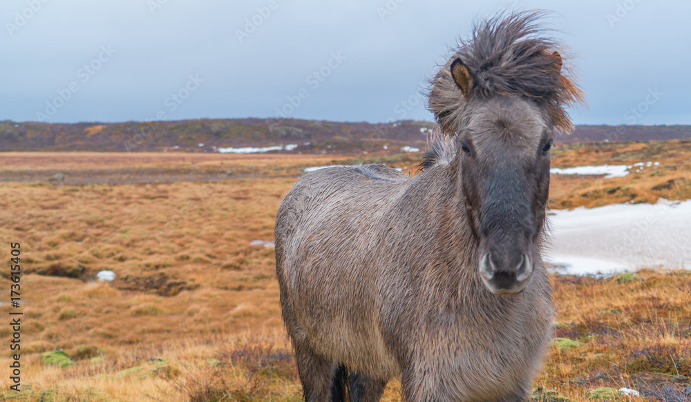 Cute Icelandic horses. The Icelandic horse is a breed of horse developed in Iceland. Cute Icelandic horses. The Icelandic horse is a breed of horse developed in Iceland.