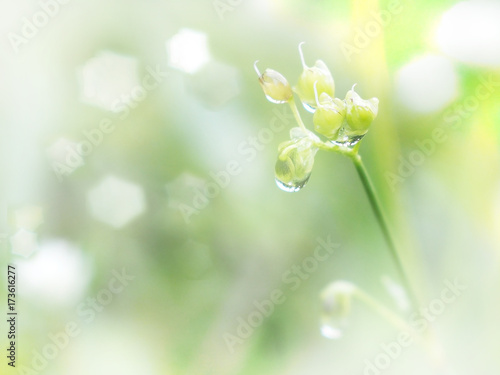 Wild flower and grass with water drop in the morning. Spring and summer natural background.