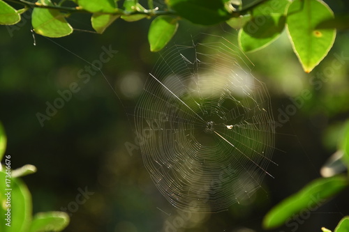 Spiderweb, Spider, web 