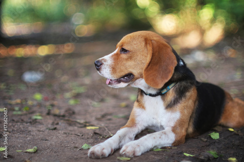 Portrait of an adorable beagle dog outdoor.