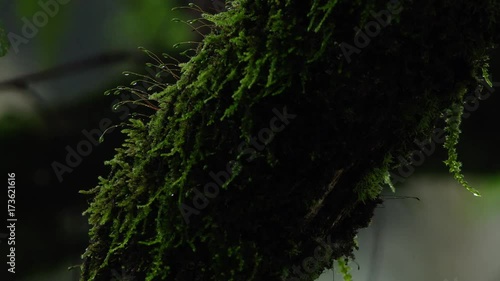 Green moss and fern plants.