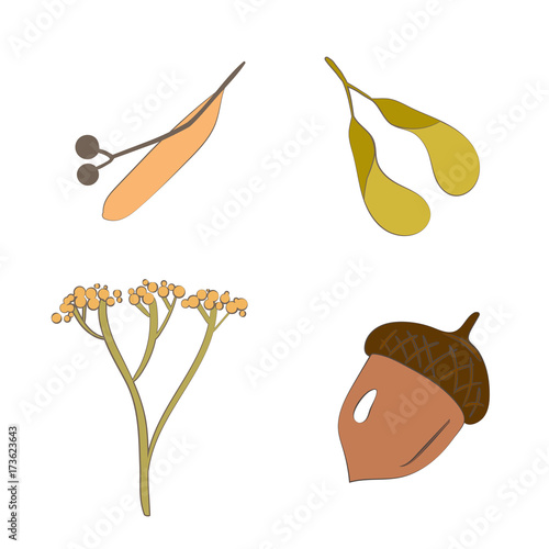 Set of forest seeds. Autumn fall season. Vector illustration in cartoon style. Botanic collection of elements isolated on a white background.