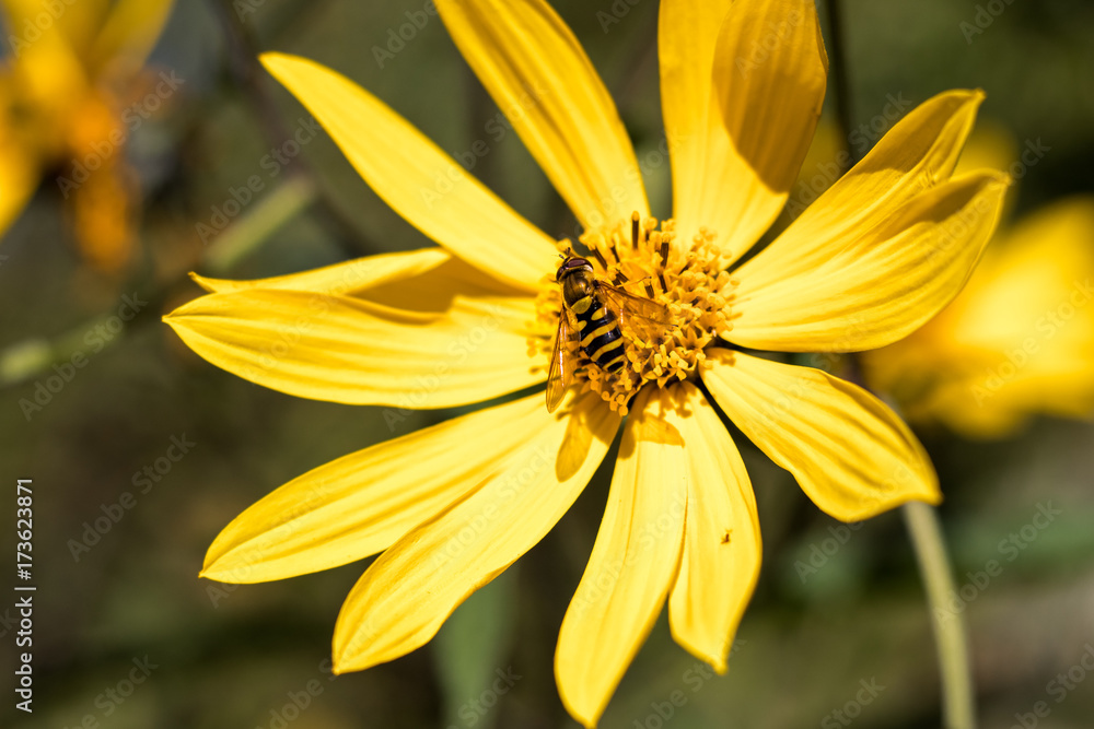 Obraz premium Bee on Yellow Flower