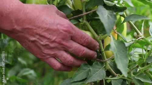Harvesting, picking vegetables