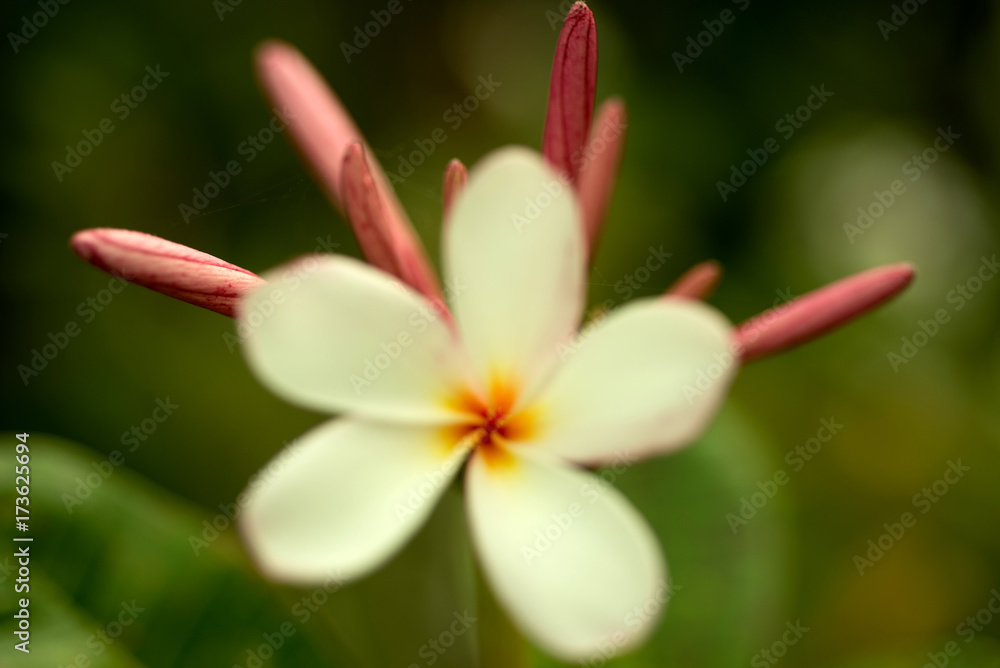 Plumeria Flower