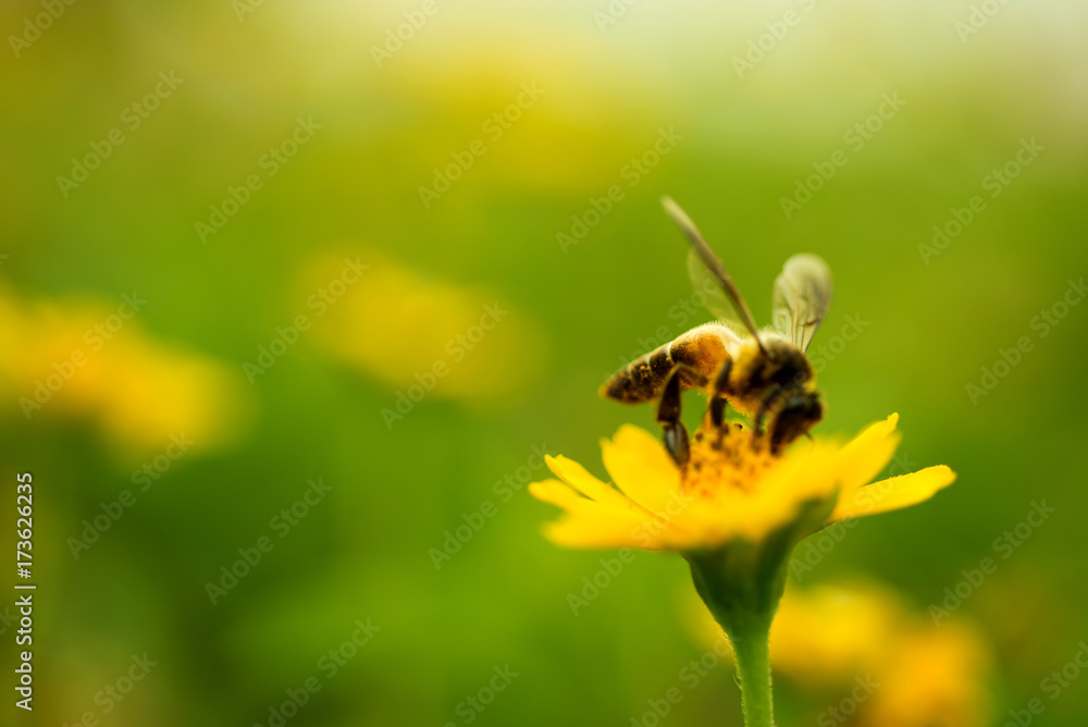 Bee pollen Bee pollen