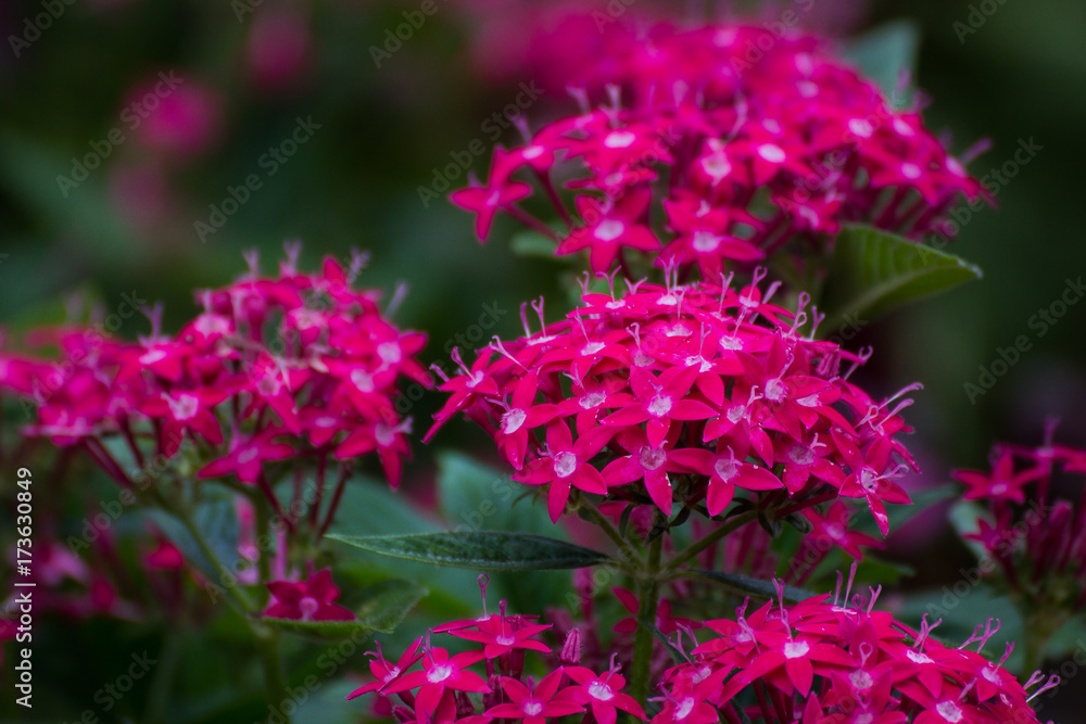 Spike flower Spike flower