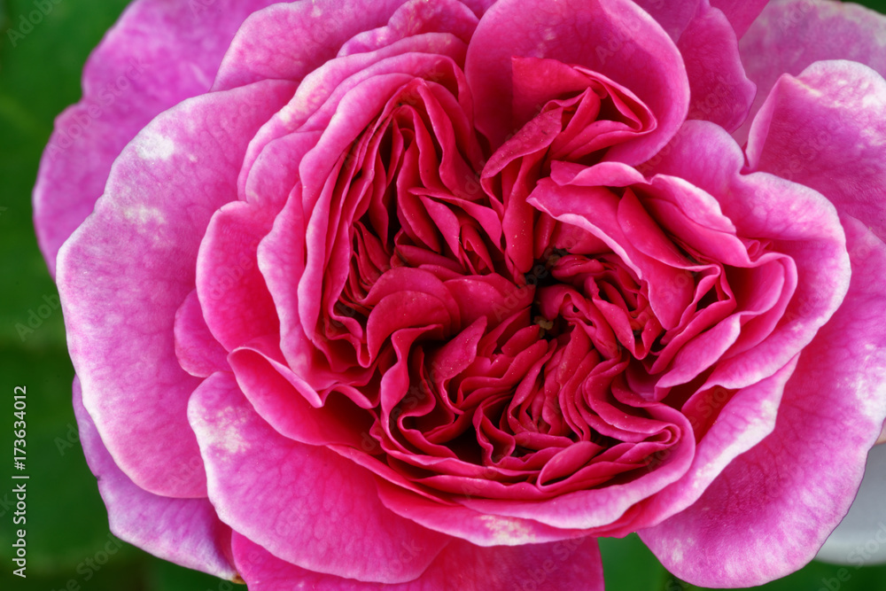 The British breeder David Austin introduced 'Sophy's Rose' in 1997 to the market. The rosette bloom form with up to 50 petals is typical for an 'English rose'. Blooms in flushes throughout the season. The British breeder David Austin introduced 'Sophy's Rose' in 1997 to the market. The rosette bloom form with up to 50 petals is typical for an 'English rose'. Blooms in flushes throughout the season.