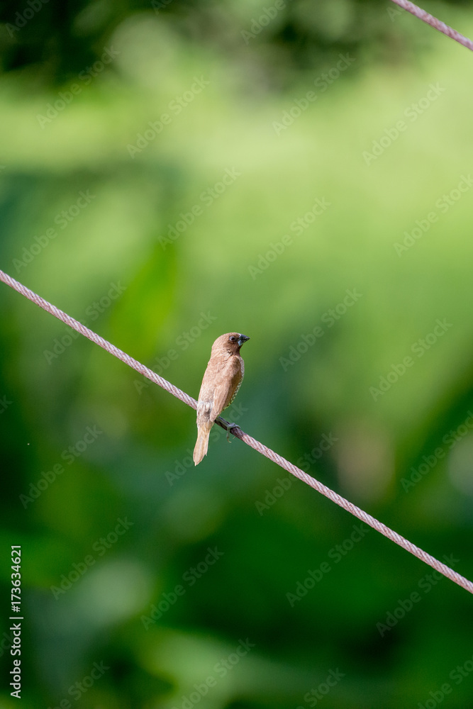 Scaly-breasted Munia Scaly-breasted Munia