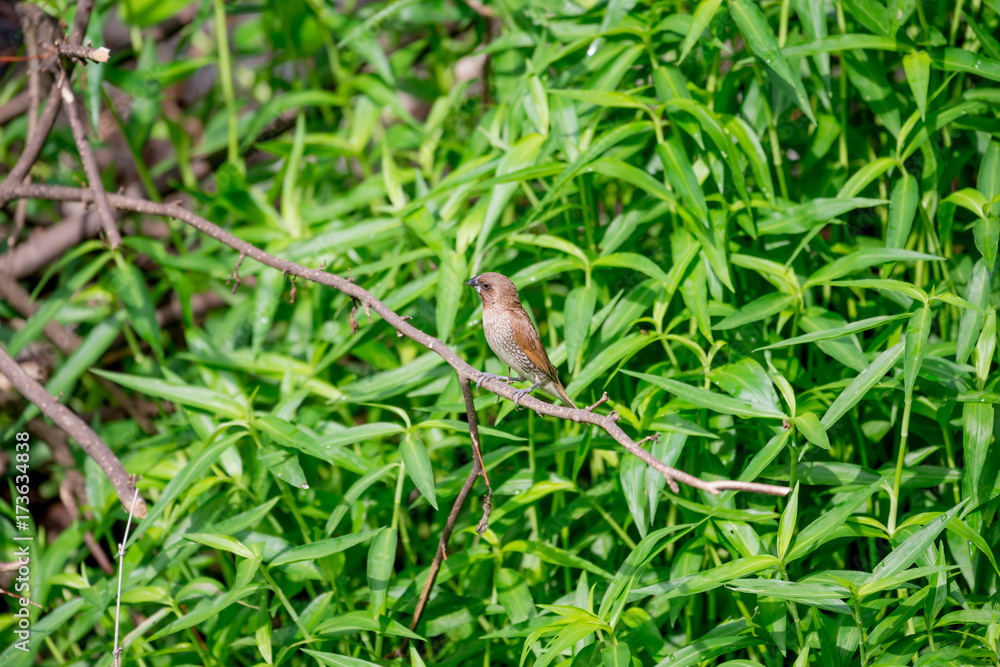 Scaly-breasted Munia