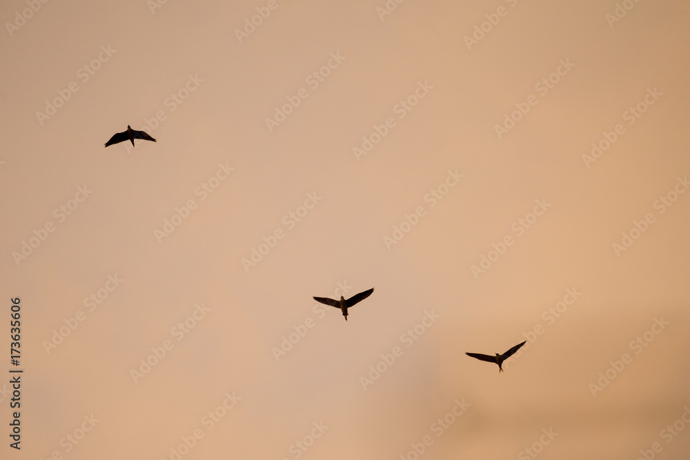silhouette flying birds with sunset sky