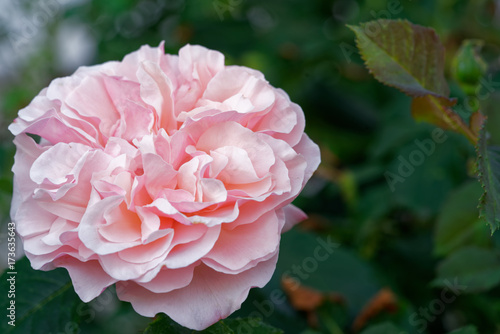 Kordes introduced in the year 1998 this beautiful, light pink rose with a mild fragrance. It has large, double, old-fashioned, ruffed blooms.