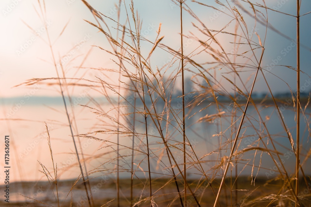 Obraz premium Through the Reeds on Rutland Water