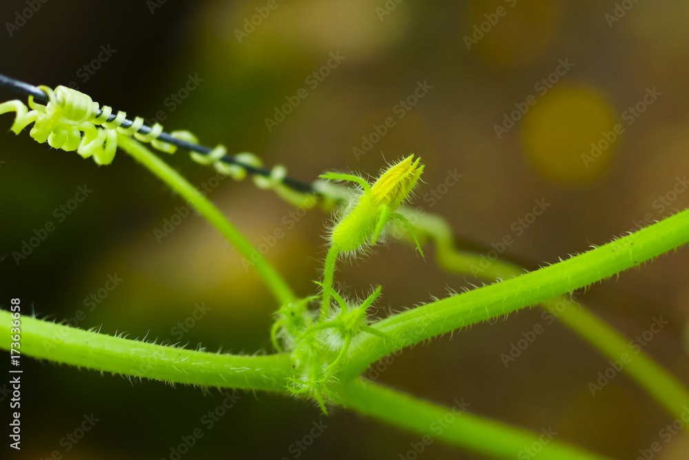 Creeper plant twist in selective focus Creeper plant twist in selective focus