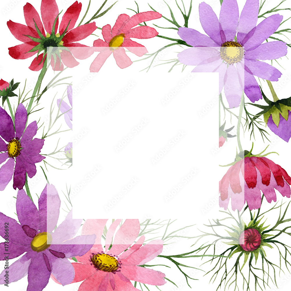 Wildflower kosmeya flower frame in a watercolor style. Full name of the plant: kosmeya. Aquarelle wild flower for background, texture, wrapper pattern, frame or border.