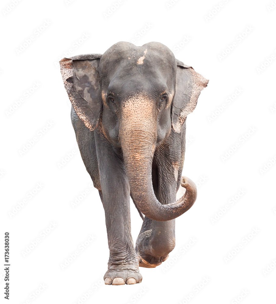 Naklejka premium full body face of asian elephant isolated white background