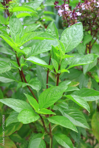 thai sweet basil plant in the garden for background