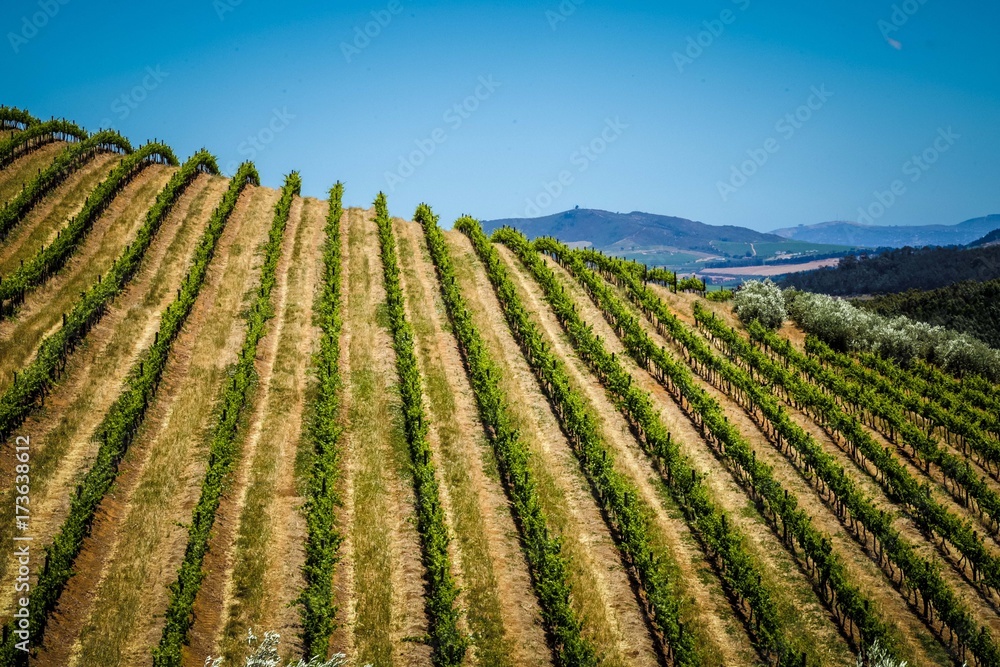 Vines in Stellenbosch