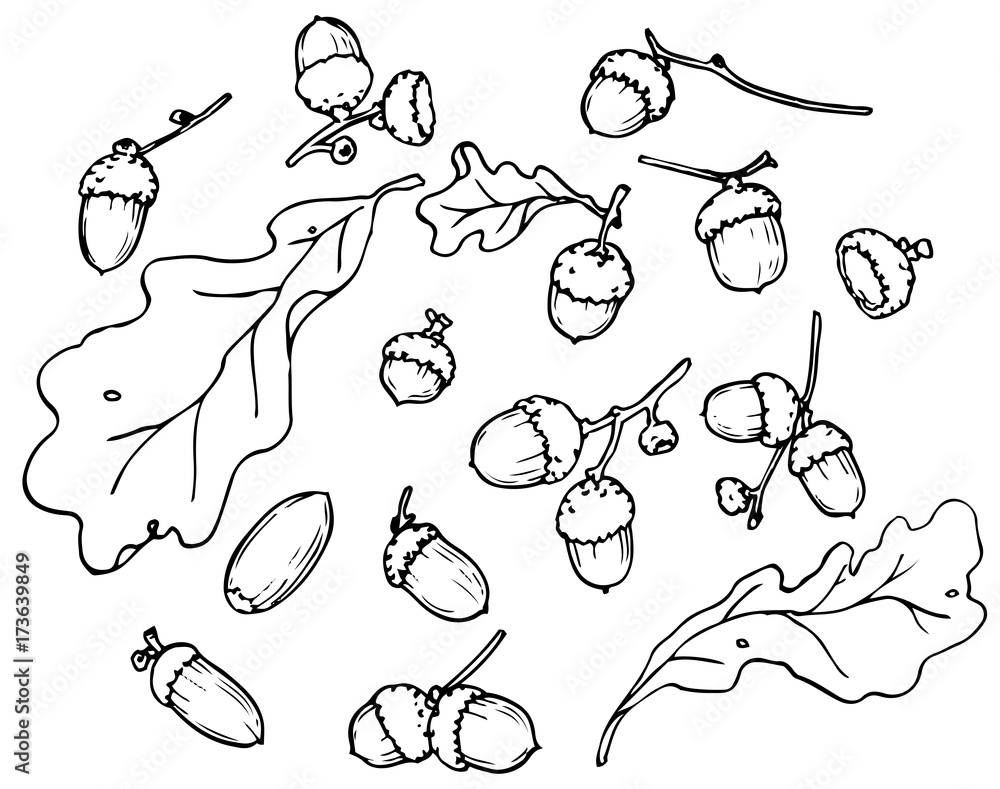 autumn acorns  black and white Botanical drawing